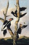 Ivory-billed Woodpeckers, c.1830-31-Joseph Bartholomew Kidd-Stretched Canvas