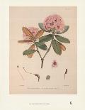 Rhododendron: Dalhousie from 'Rhododendrons of the Sikkim Himalaya'-Joseph Dalton Hooker-Giclee Print