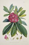 Rhododendron Barbatum, from 'The Rhododendrons of Sikkim-Himalaya'-Joseph Dalton Hooker-Stretched Canvas