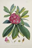 Rhododendron: Dalhousie from 'Rhododendrons of the Sikkim Himalaya'-Joseph Dalton Hooker-Giclee Print