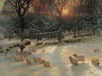 Sheep in Winter Snow-Joseph Farquharson-Giclee Print