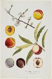 Iris Germanica, from Icones Plantarum Medicinalium, 1788-1812-Joseph Jacob Plenck-Giclee Print