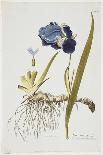 Iris Germanica, from Icones Plantarum Medicinalium, 1788-1812-Joseph Jacob Plenck-Giclee Print