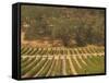 Joseph Phelps Winery and Vineyard, Deer Park, Napa Valley, California-Walter Bibikow-Framed Stretched Canvas