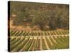 Joseph Phelps Winery and Vineyard, Deer Park, Napa Valley, California-Walter Bibikow-Stretched Canvas