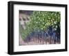 Joseph Phelps Winery and Vineyard, Deer Park, Napa Valley, California-Walter Bibikow-Framed Photographic Print