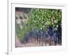 Joseph Phelps Winery and Vineyard, Deer Park, Napa Valley, California-Walter Bibikow-Framed Photographic Print