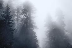 Redwoods Monochrome-Joseph S Giacalone-Stretched Canvas