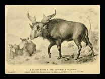 Sivatherium Giganteum-Joseph Smit-Art Print