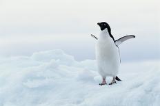 Antarctica, Emperor Penguin (Aptenodytes Forsteri) Colony-Joseph Van Os-Photographic Print