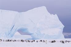 Two Emperor Penguins (Aptenodytes Forsteri) in Courtship Display-Joseph Van Os-Stretched Canvas