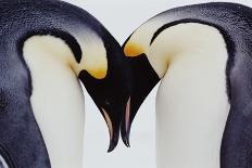 Two Emperor Penguins (Aptenodytes Forsteri) in Courtship Display-Joseph Van Os-Laminated Photographic Print