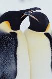 Two Emperor Penguins (Aptenodytes Forsteri) in Courtship Display-Joseph Van Os-Laminated Photographic Print