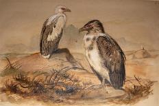 Angola Vulture (Gypohierax Angolensis), 1856-67-Joseph Wolf-Giclee Print