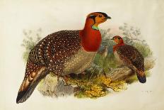 Blyth's Tragopan (Ceriornis Blythii)-Joseph Wolf-Giclee Print