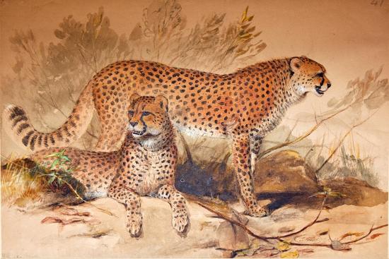 Premium Giclee Print, , large