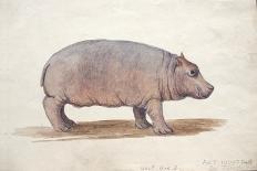 The Rhinoceros Hornbill, Buceros Rhinoceros, Zoological Sketches, 1856-Joseph Wolf-Giclee Print