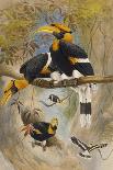 Angola Vulture (Gypohierax Angolensis), 1856-67-Joseph Wolf-Giclee Print
