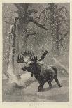 Norwegian Lynx, 1851-69-Joseph Wolf-Giclee Print