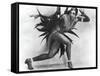 Josephine Baker-null-Framed Stretched Canvas