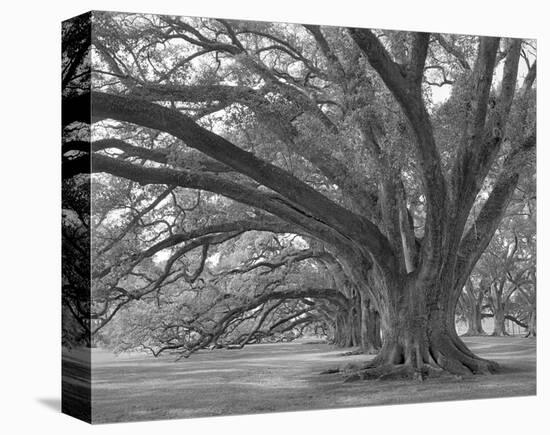 Josephine Oak, Oak Alley Plantation-William Guion-Stretched Canvas