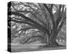 Josephine Oak, Oak Alley Plantation-William Guion-Stretched Canvas