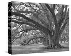 Josephine Oak, Oak Alley Plantation-William Guion-Stretched Canvas