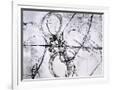 Gramercy White