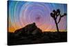 joshua-tree-1-Lincoln Harrison-Stretched Canvas