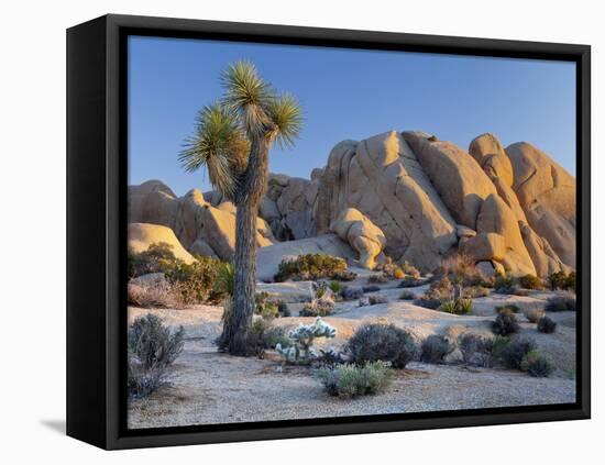 Joshua Tree and Boulder Formation, Joshua Tree NP, California, USA-Jaynes Gallery-Framed Stretched Canvas