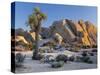 Joshua Tree and Boulder Formation, Joshua Tree NP, California, USA-Jaynes Gallery-Stretched Canvas