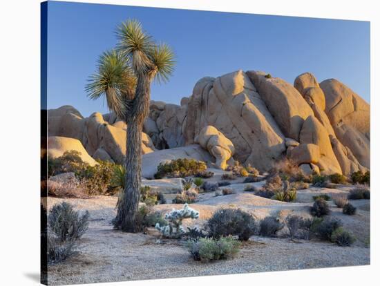 Joshua Tree and Boulder Formation, Joshua Tree NP, California, USA-Jaynes Gallery-Stretched Canvas