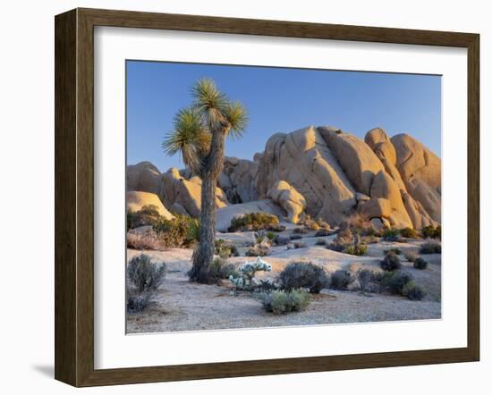 Joshua Tree and Boulder Formation, Joshua Tree NP, California, USA-Jaynes Gallery-Framed Premium Photographic Print