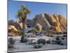 Joshua Tree and Boulder Formation, Joshua Tree NP, California, USA-Jaynes Gallery-Mounted Premium Photographic Print