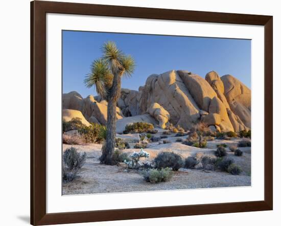 Joshua Tree and Boulder Formation, Joshua Tree NP, California, USA-Jaynes Gallery-Framed Photographic Print