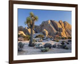 Joshua Tree and Boulder Formation, Joshua Tree NP, California, USA-Jaynes Gallery-Framed Photographic Print