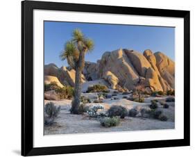 Joshua Tree and Boulder Formation, Joshua Tree NP, California, USA-Jaynes Gallery-Framed Photographic Print