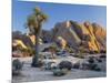 Joshua Tree and Boulder Formation, Joshua Tree NP, California, USA-Jaynes Gallery-Mounted Photographic Print