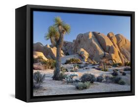 Joshua Tree and Boulder Formation, Joshua Tree NP, California, USA-Jaynes Gallery-Framed Stretched Canvas