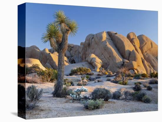 Joshua Tree and Boulder Formation, Joshua Tree NP, California, USA-Jaynes Gallery-Stretched Canvas