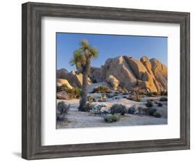 Joshua Tree and Boulder Formation, Joshua Tree NP, California, USA-Jaynes Gallery-Framed Photographic Print