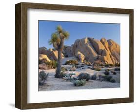 Joshua Tree and Boulder Formation, Joshua Tree NP, California, USA-Jaynes Gallery-Framed Photographic Print