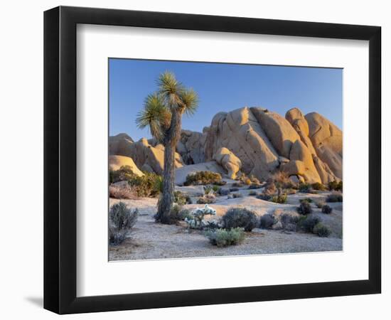 Joshua Tree and Boulder Formation, Joshua Tree NP, California, USA-Jaynes Gallery-Framed Photographic Print