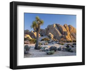 Joshua Tree and Boulder Formation, Joshua Tree NP, California, USA-Jaynes Gallery-Framed Photographic Print