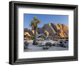 Joshua Tree and Boulder Formation, Joshua Tree NP, California, USA-Jaynes Gallery-Framed Photographic Print