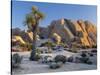 Joshua Tree and Boulder Formation, Joshua Tree NP, California, USA-Jaynes Gallery-Stretched Canvas