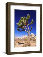 Joshua tree and boulders, Joshua Tree National Park, California, USA-Russ Bishop-Framed Photographic Print