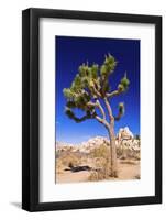 Joshua tree and boulders, Joshua Tree National Park, California, USA-Russ Bishop-Framed Photographic Print