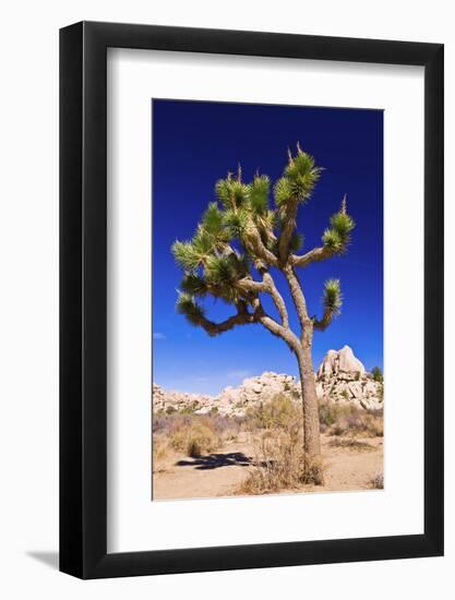 Joshua tree and boulders, Joshua Tree National Park, California, USA-Russ Bishop-Framed Photographic Print