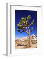 Joshua tree and boulders, Joshua Tree National Park, California, USA-Russ Bishop-Framed Photographic Print